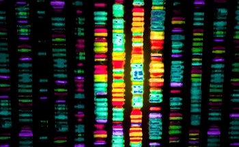 AI-Powered Discovery Maps the 3D Structure of the Human Genome