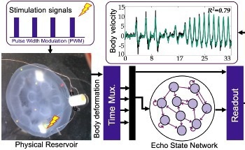 AI Unlocks Jellyfish Movement Control, Offers Insights for Soft Robotics