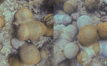 Underwater Drone Hydrus Exposes Coral Loss at One of the World’s Southernmost Reefs