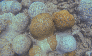 Underwater Drone Hydrus Exposes Coral Loss at One of the World’s Southernmost Reefs