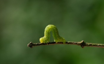 Researchers Create Magnetic Soft Millirobot That Moves and Senses Its Surroundings in Real Time