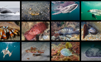 MIT Sea Grant’s LOBSTgER Project Combines AI and Underwater Photography to Visualize Ocean Life in the Gulf of Maine