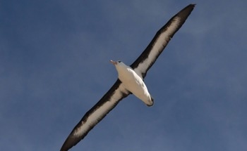 UC Aerospace Engineer Reveals Albatross’s Wing Mastery