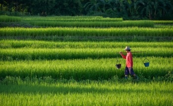 How Artificial Intelligence Is Driving Greener Farming Across China