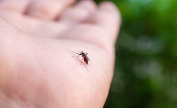 Human-First Path Planning Makes Mosquito-Control Robots Faster and More Effective