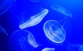 Cyborg Jellyfish Could Be the Future of Climate Data Collection