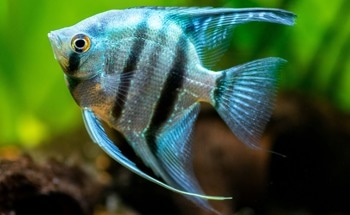 Scale-Inspired System Protects Soft Robotic Fish
