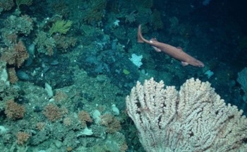 PML to Co-Lead £2 M Project Using AI to Create the Largest-Ever Study of Vulnerable Deep-Sea Habitats