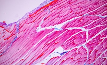 Fiber-Based Artificial Muscles Now Rival—and Outperform—Natural Ones, Study Finds