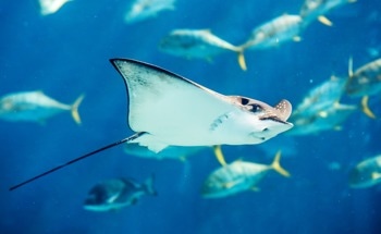 This Soft Robot Swims Like a Manta Ray and Thinks Like a Machine