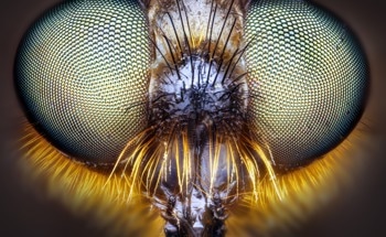 How AI Simulated the Evolution of Eyes and Brains