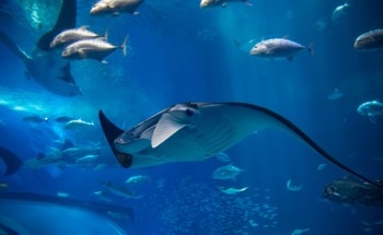 Ray-Inspired Underwater Robots Are Getting Smarter, But Major Hurdles Remain for Full Autonomy