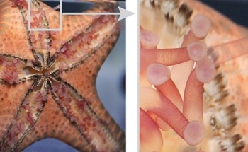 Unlocking Efficient Robotic Movement with Biological Blueprints