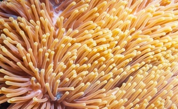 Anemone-Inspired Hydrogel Robot Detects Overheating for Early Fault Prevention