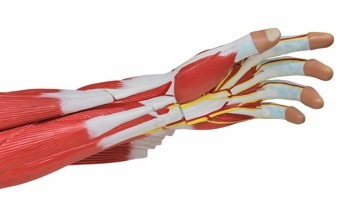 AI-Controlled Soft Robotic Hand Achieves 80 % Grip Success Without Complex Sensors