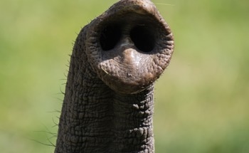 Elephant-Inspired Robotic Trunk Demonstrates High-Frequency Stiffness Switching