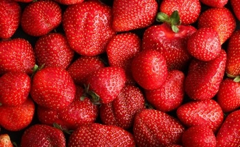 Soft Hydrogel Robot Integrates Sensing, Actuation, and Control in One Material