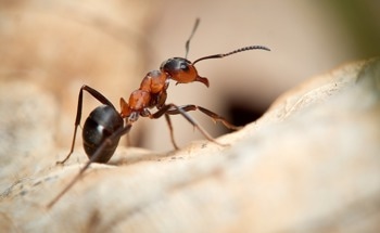 Parallel-Legged Micro-Robot Enables Multi-Terrain Locomotion
