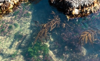 Machine Learning Predicts Toxic Metal Levels in Marine Systems