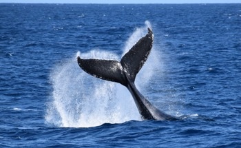 Autonomous Gliders Track Whales Using Acoustic Signals