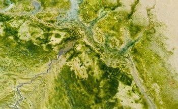 NASA Satellites Track Harmful Algae With AI