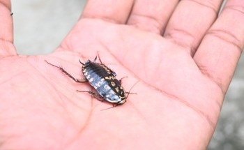 Miniature Diving Suit for Cockroaches Opens Door for Navigating Hazardous Land-Water Environments